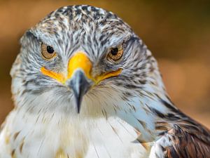 Angry Bird