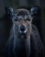 Deer in the dark forest