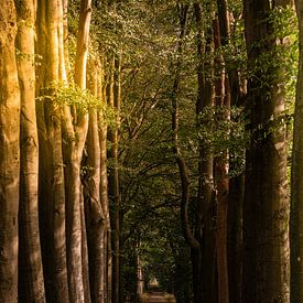 Herbstsonne im Wald von Wolbert Erich