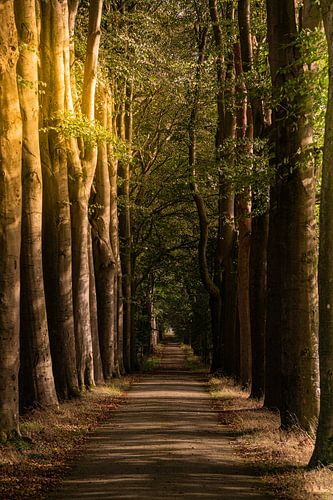 Herfstzon in het bos