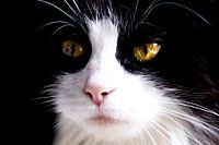 Evil Eyes