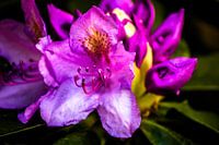 rododendron bloem
