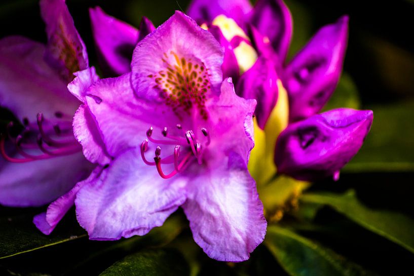 rhododendron flower by Frank Ketelaar
