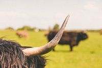 De Schotse hooglander