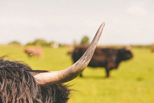 De Schotse hooglander