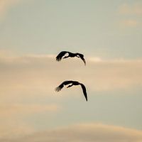 Silhouet van Ooievaars (vierkant)