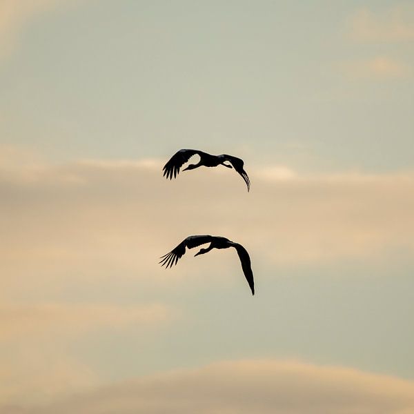 Silhouette von zwei Störchen (quadratisch) von Thomas Thiemann