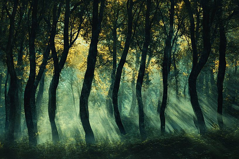 picturesque magical fantasy forest by Egon Zitter