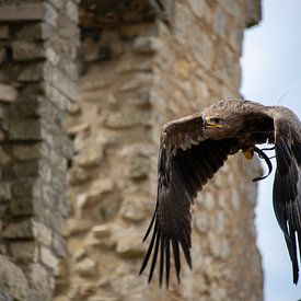 Roofvogel van Bram de Muijnck