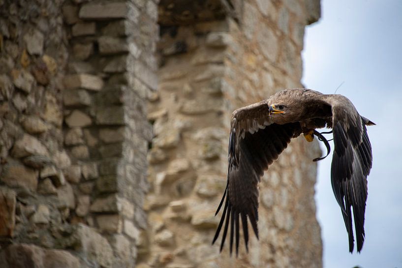 Raptor par Bram de Muijnck