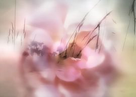 summer of roses von Dagmar Marina