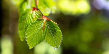 Beech leaves by Jürgen Wiesler