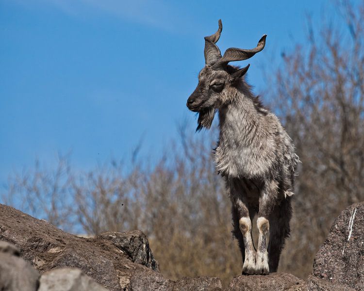 Berghornziege Markhor vor dem Hintergrund von Felsen und blauem Frühlingshimmel, ein mächtiges Tier  von Michael Semenov