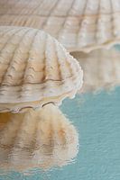 Rust in pastelkleuren: Een schelp met reflectie