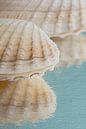 Rust in pastelkleuren: Een schelp met reflectie van Marjolijn van den Berg thumbnail
