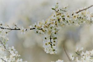 Bloesem, wit, zachtgeel, geel sur Ina Roke