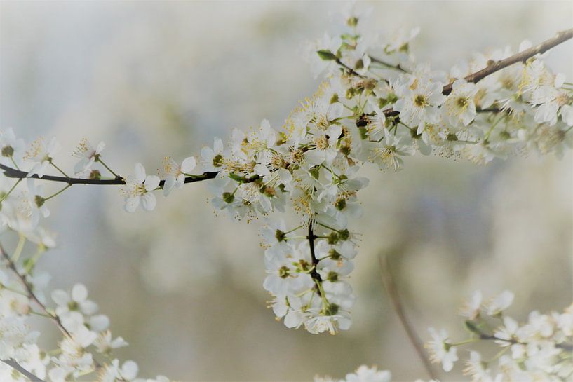 Bloesem, wit, zachtgeel, geel by Ina Roke