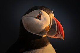 Porträt eines Papageientauchers von Douwe Schut