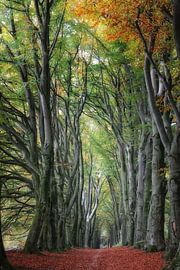 Beech avenue by Hilda van der Lee