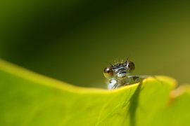 " Peekaboo " von Frank Smedts