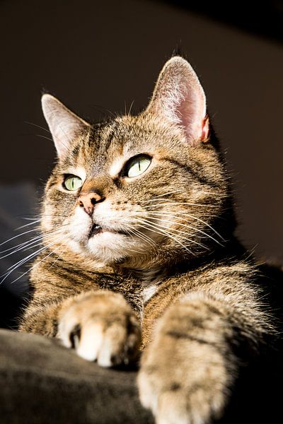 Tabby cat enjoying the sun by Marieke Funke