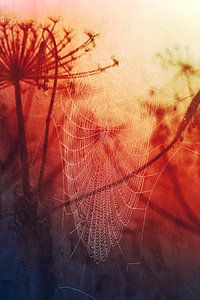 Tautropfen im Spinnenetz - Herbstmorgen