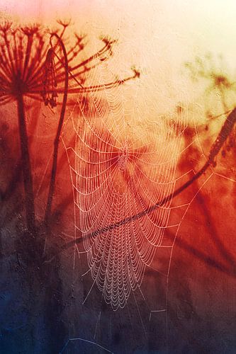 Dewdrops in a spider's web - Autumn morning