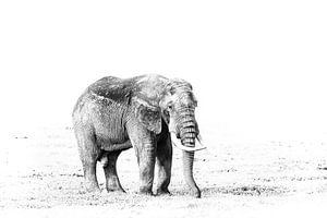 Olifant in Ngorongoro
