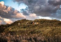 Wildpferde in den Dünen von Terschelling