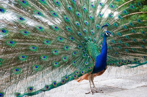 Peacock with all its colourful feathers visible
