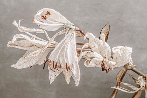 Beauty of decline III