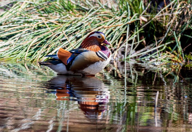 Mandarin duck in a pond in the middle of the Veluwe forest by Merijn Loch