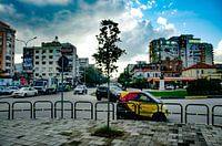 Small tree will grow tall?