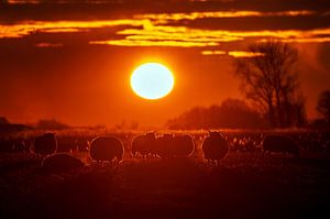 Schafe im winterlichen Sonnenuntergang von Niels  de Vries