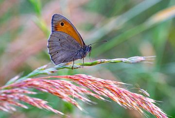 Petits oiseaux des prés dans une prairie sur Animaflora PicsStock