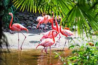 Tropical Flamingo's