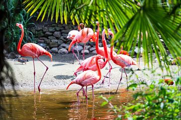 Tropical Flamingo's by Dennis Venema