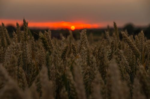 Golden Hour over the Cornfield