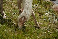 Grazing haflinger