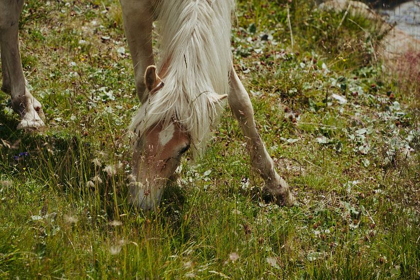 Weidender Haflinger von Lisanne Storm