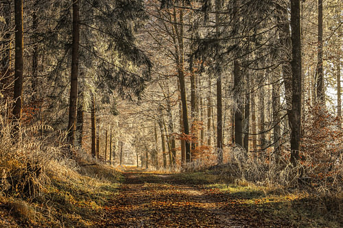 Zonlicht in het winterbos bij Stockach - Landkreis Stockach
