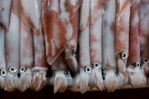 Tintenfisch-Paradies