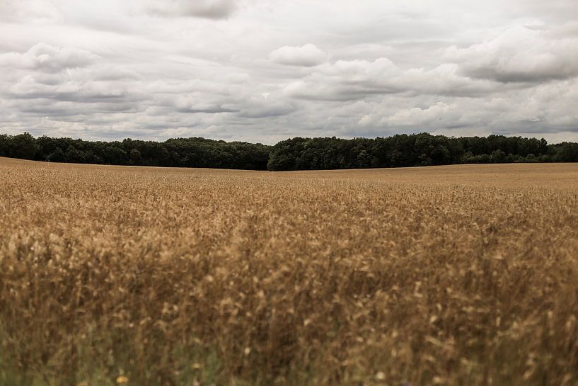 Wheatfield in France by BY MIRNA