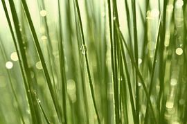 Tropfen im Gras von Violetta Honkisz