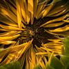 Die Geburt der Sonnenblume von Rob van der Wal