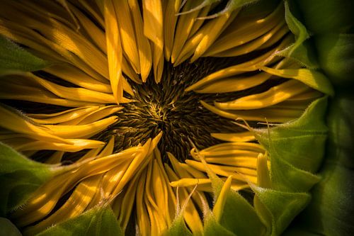 Die Geburt der Sonnenblume von Rob van der Wal