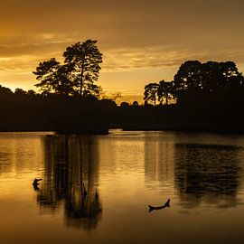 Oisterwijkse Bossen en Vennen, Van Esschenven