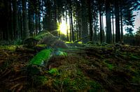 Wald in den Ardennen