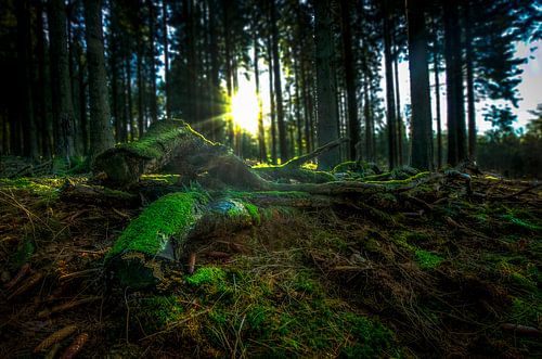 Forêt dans les Ardennes