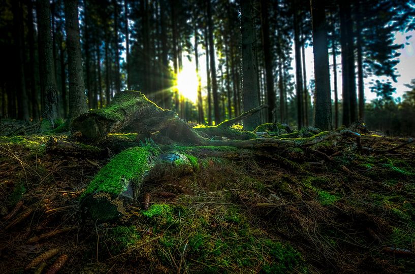 Forêt dans les Ardennes par Kelly Grosemans